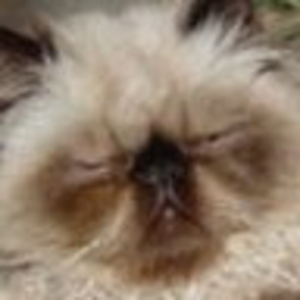 Meet your Posher, Bonnie